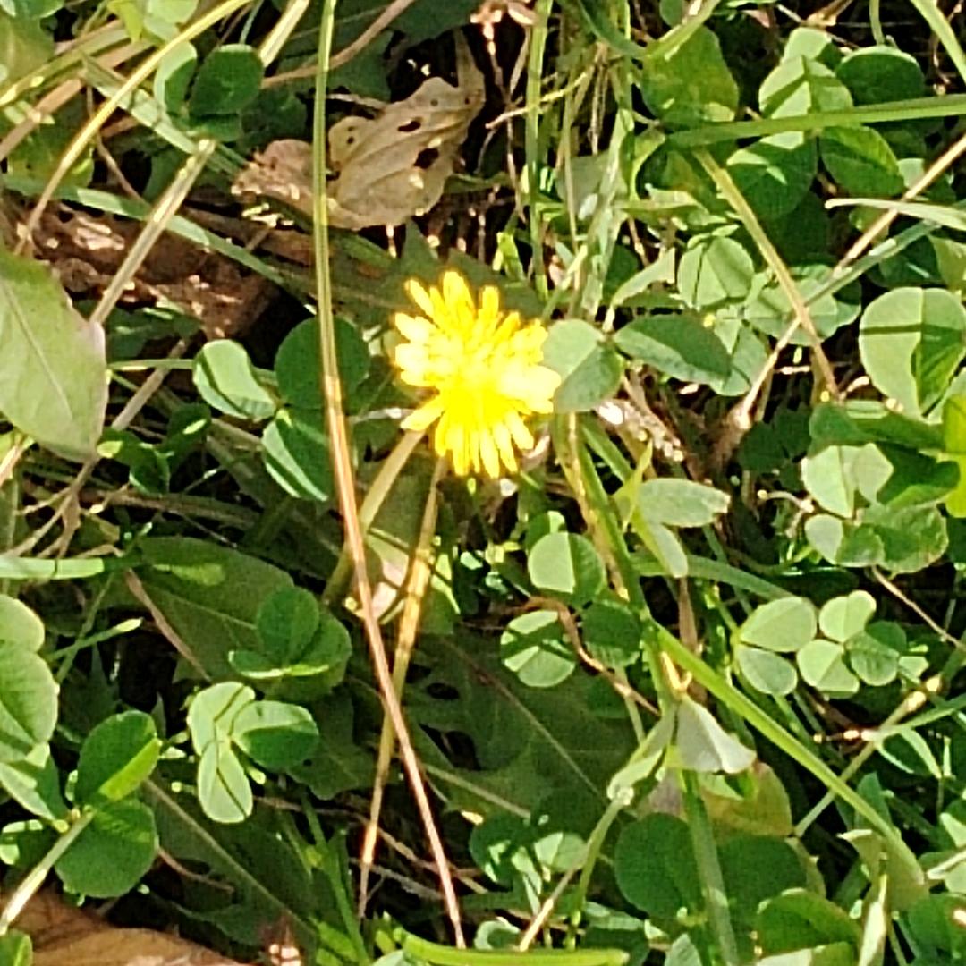 秋菊