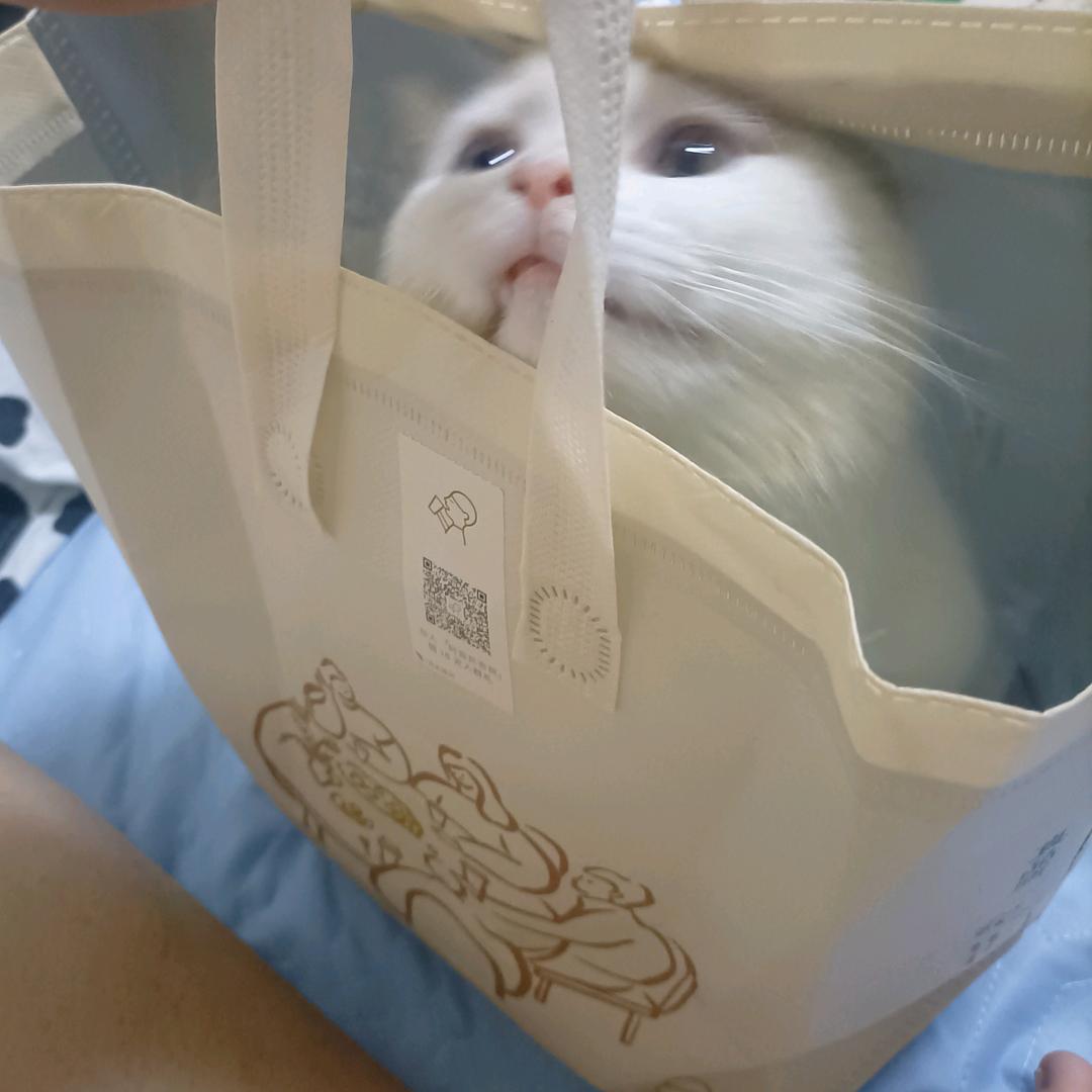 憨憨的Ho