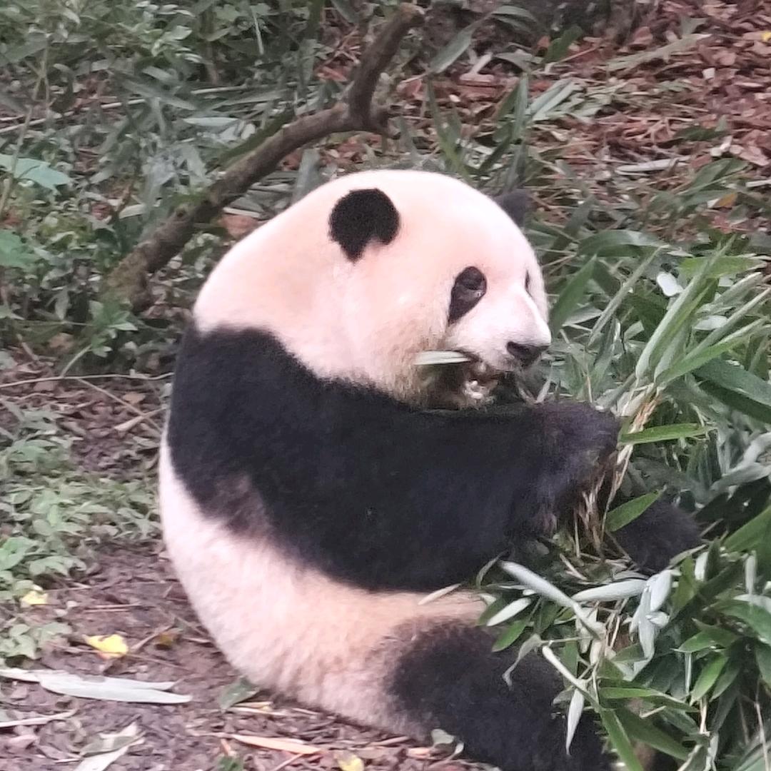 激情燃烧的岁月