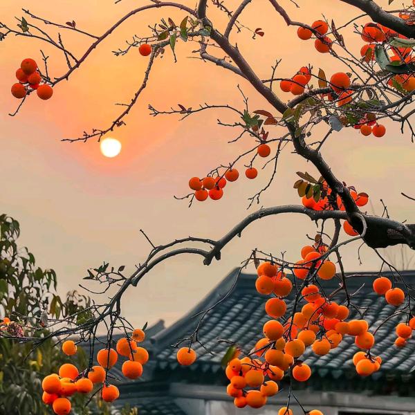 柿柿顺心