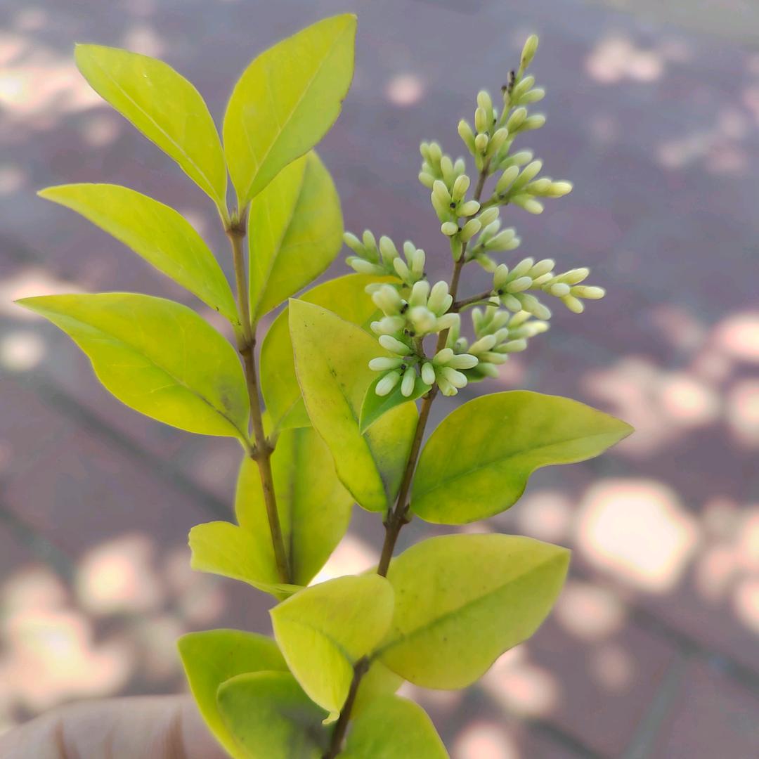 燕子🦅🦅（不可连赞）🚦🚦