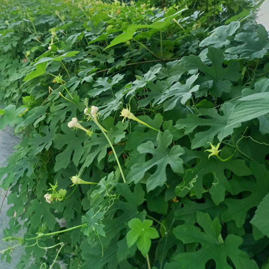 小鱼丸