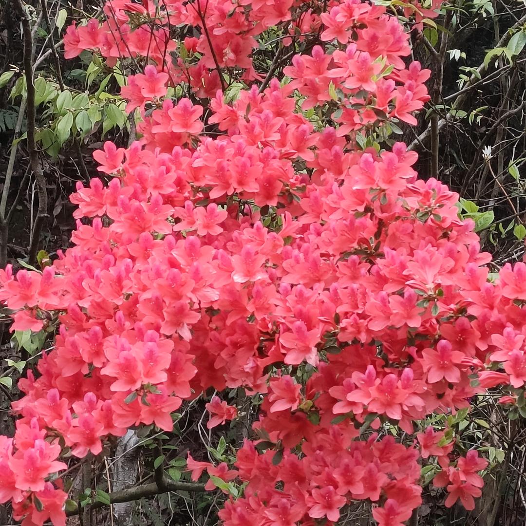 龙卷风（94.12空）