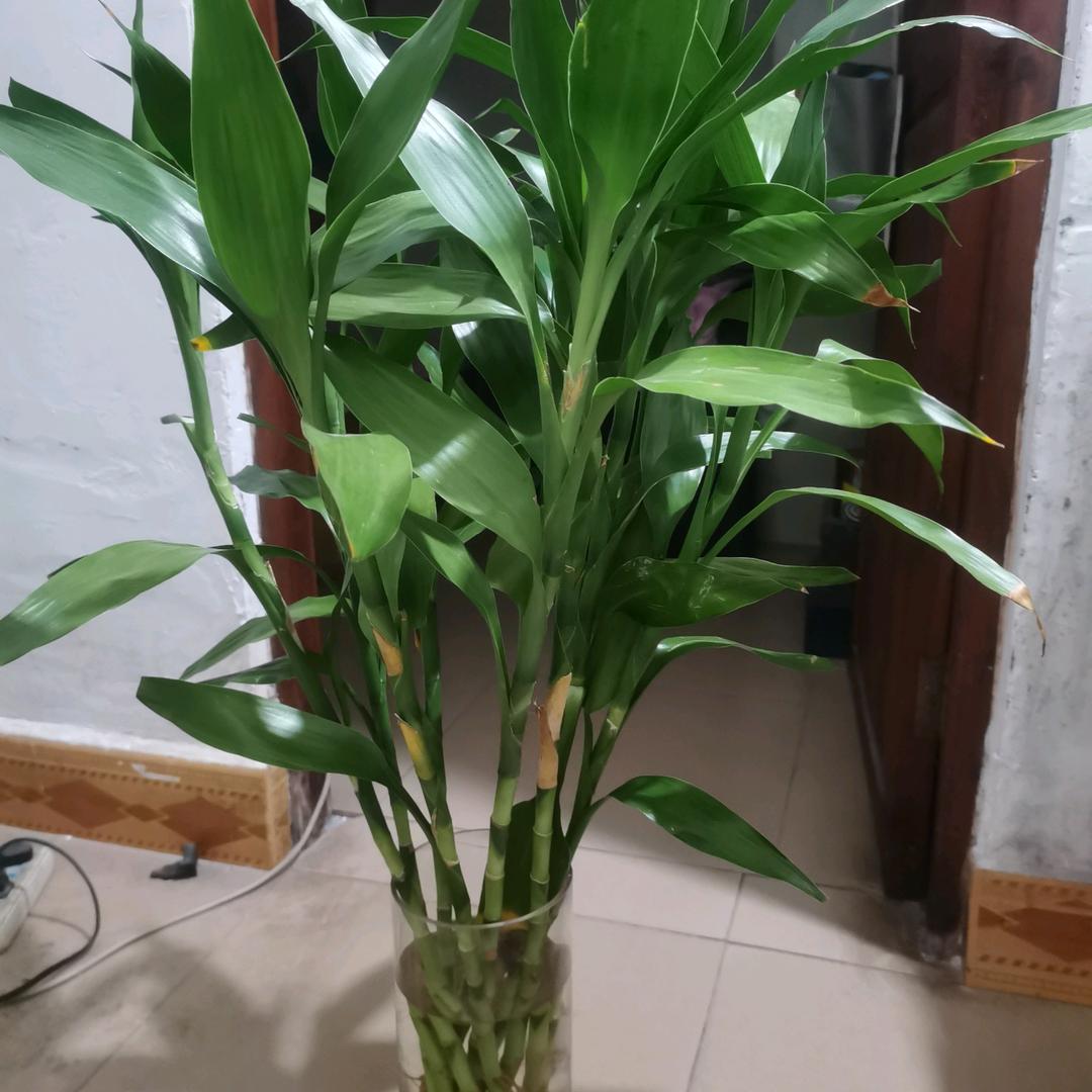 淡然人事招聘