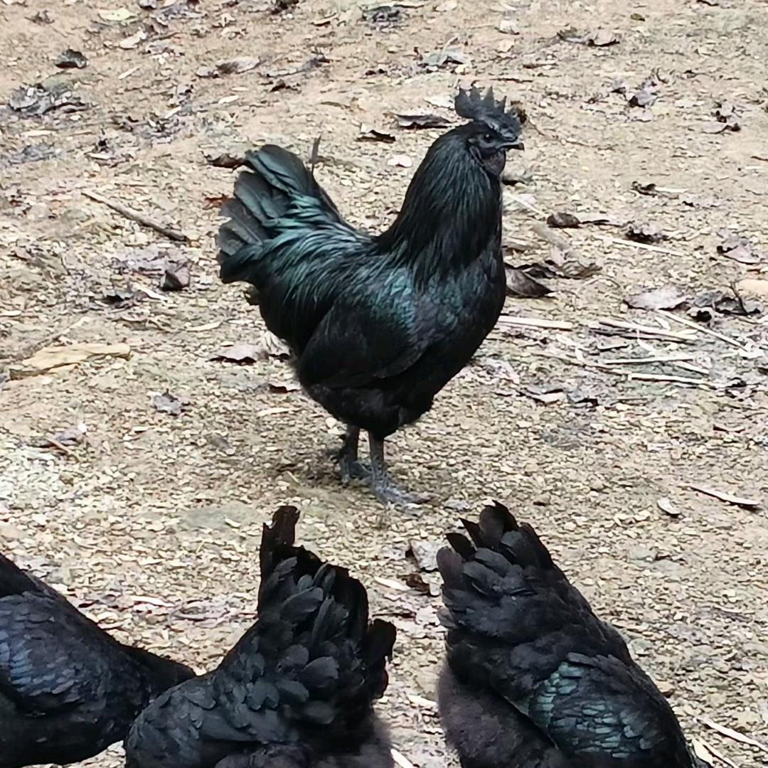 重生之我养盐津乌骨鸡成为霸道总裁