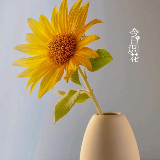 夏日雪，冬日雨