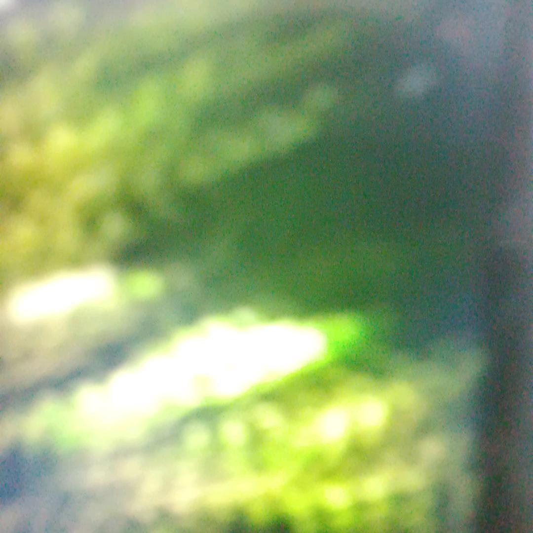 毒狼