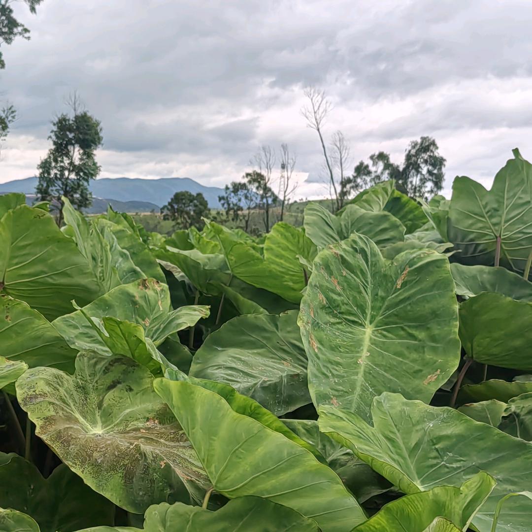 山中人家生鲜店