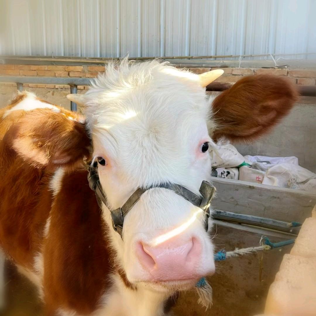 延津县牧润丰草业