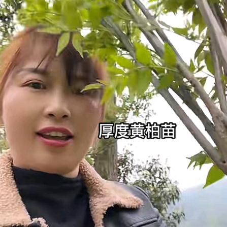 卓群姐姐苗木种子 大号