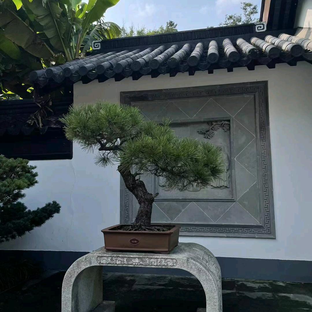 木易 杨