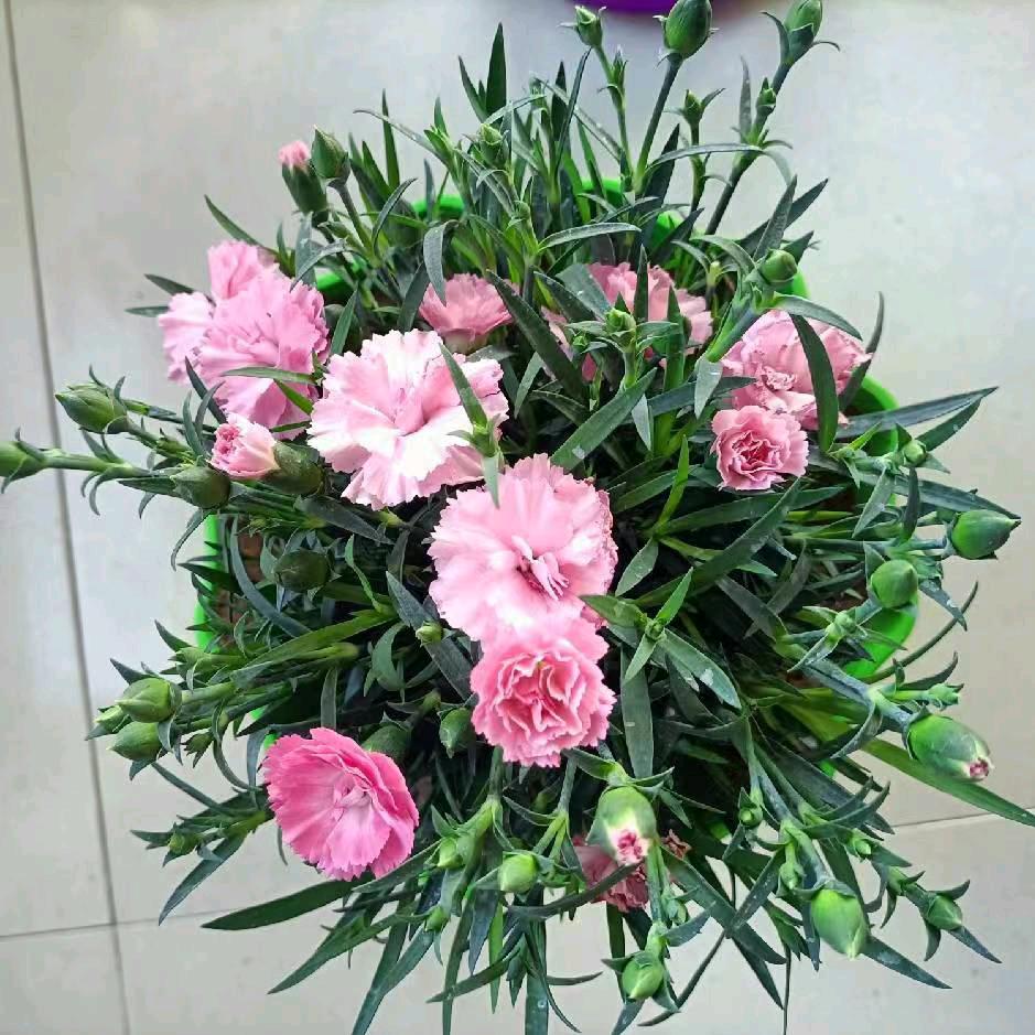 ꧔ꦿ℘搀💞扶꧔ꦿ℘💞᭄᪲ᩚ