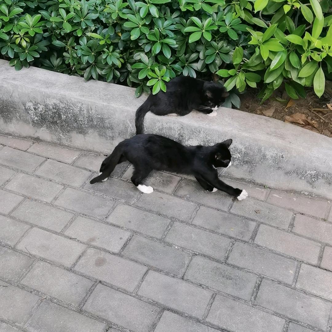 猫咪
