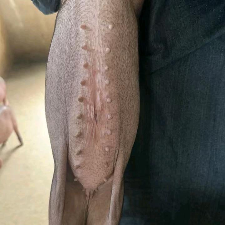 诚信养殖