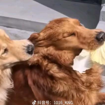 小黑魔豆146