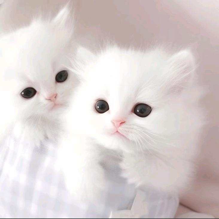 窝萌小萌