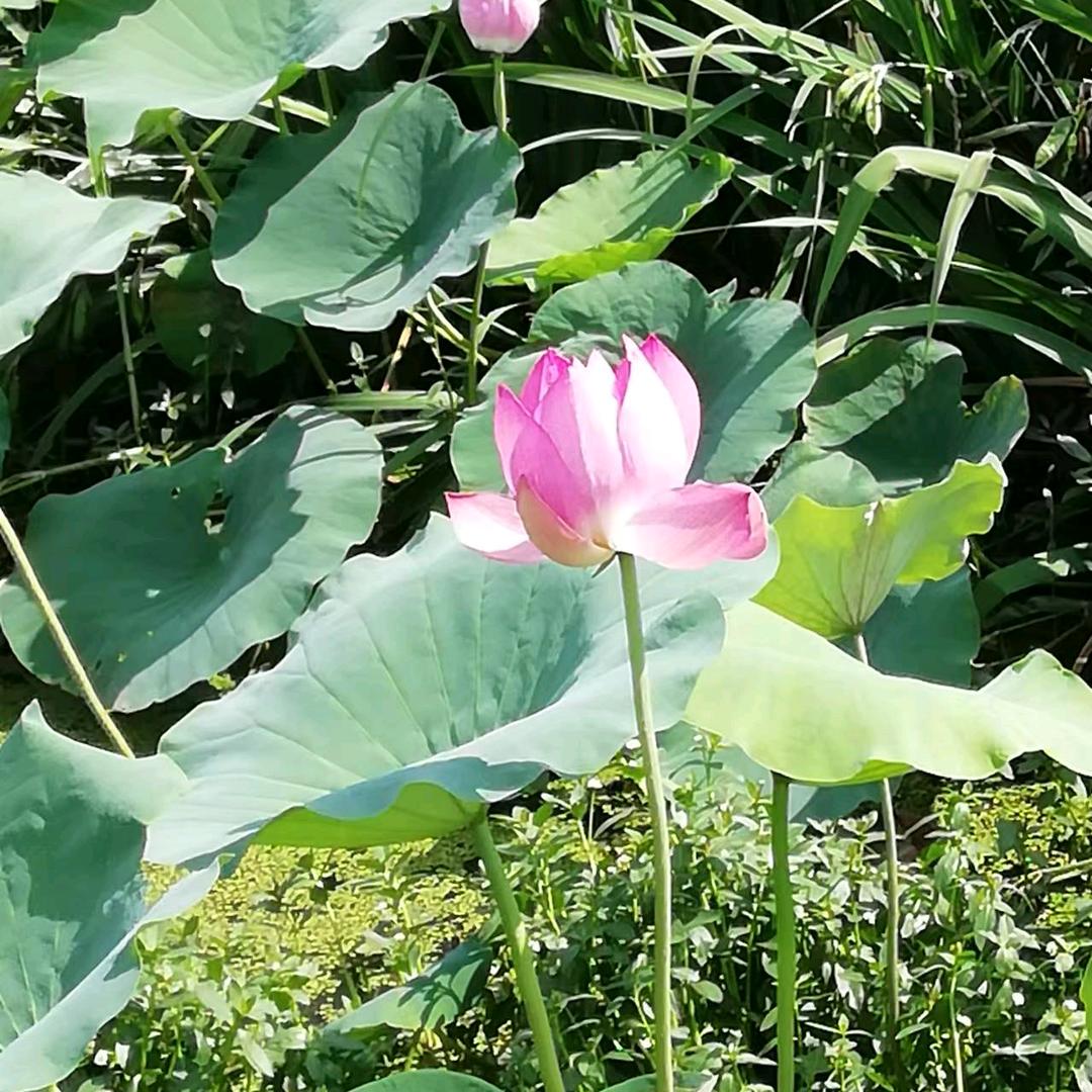 勤快的小蜜蜂