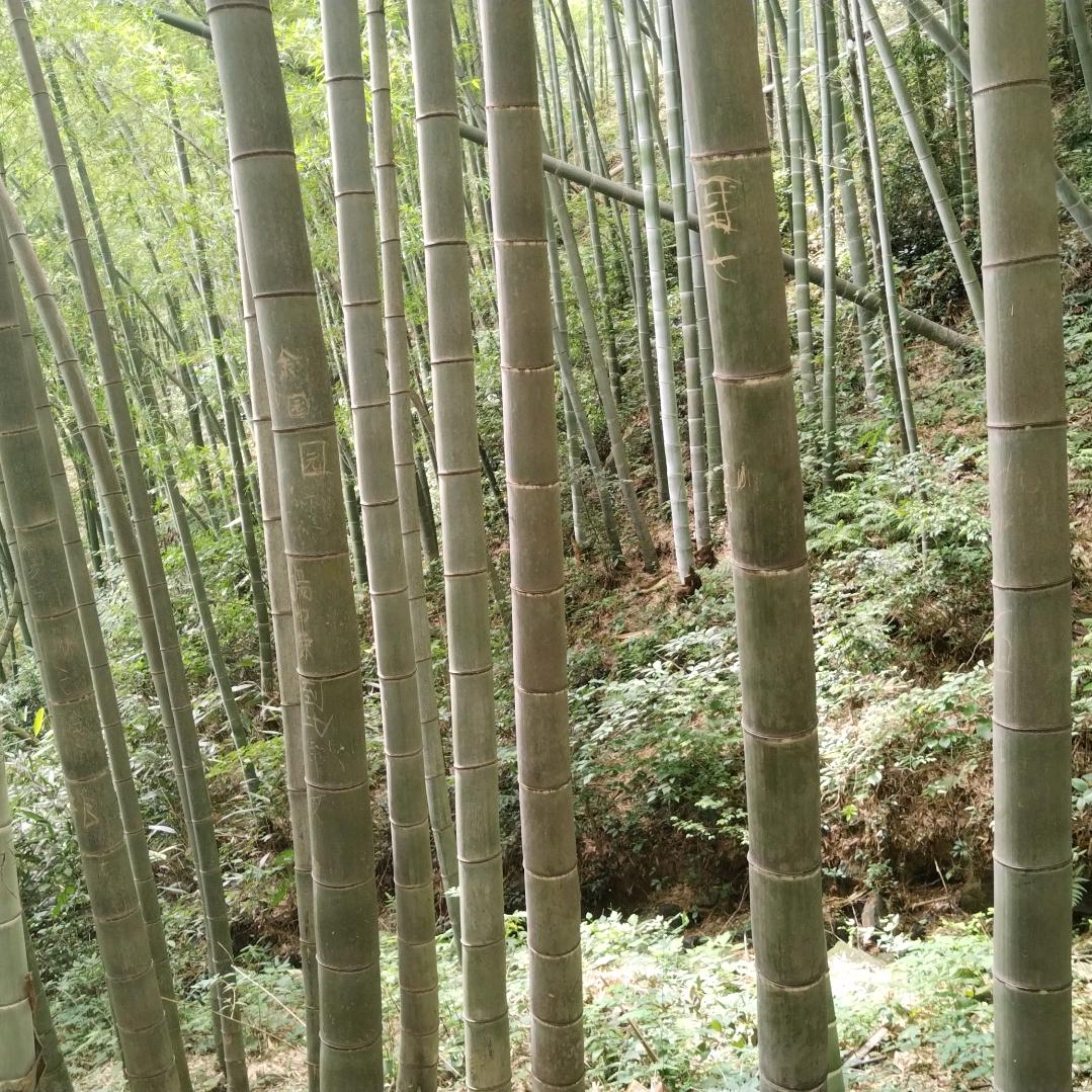 冰原