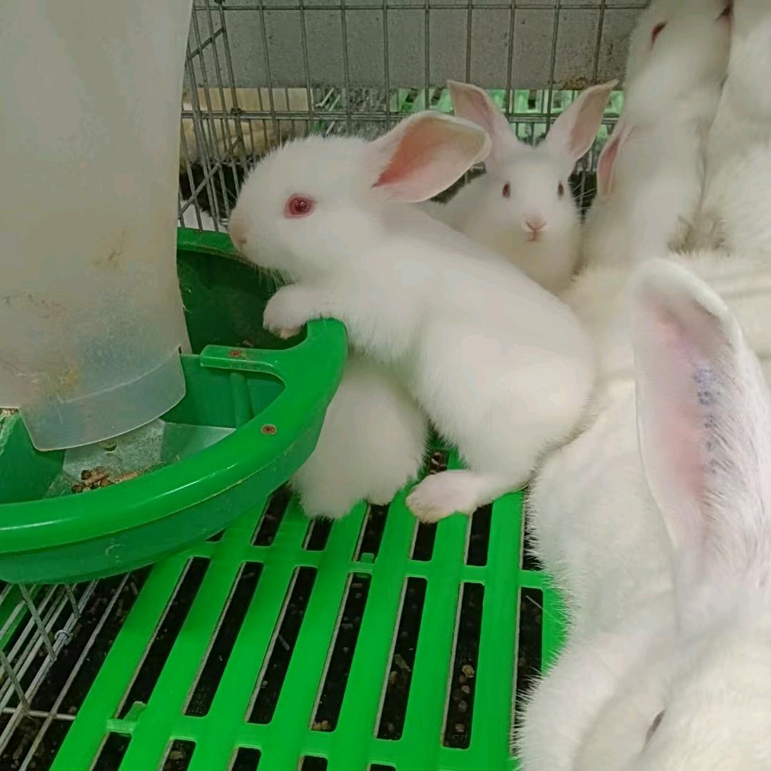 幺妹兔公馆兔🐇🐇每天晚上8:40开播
