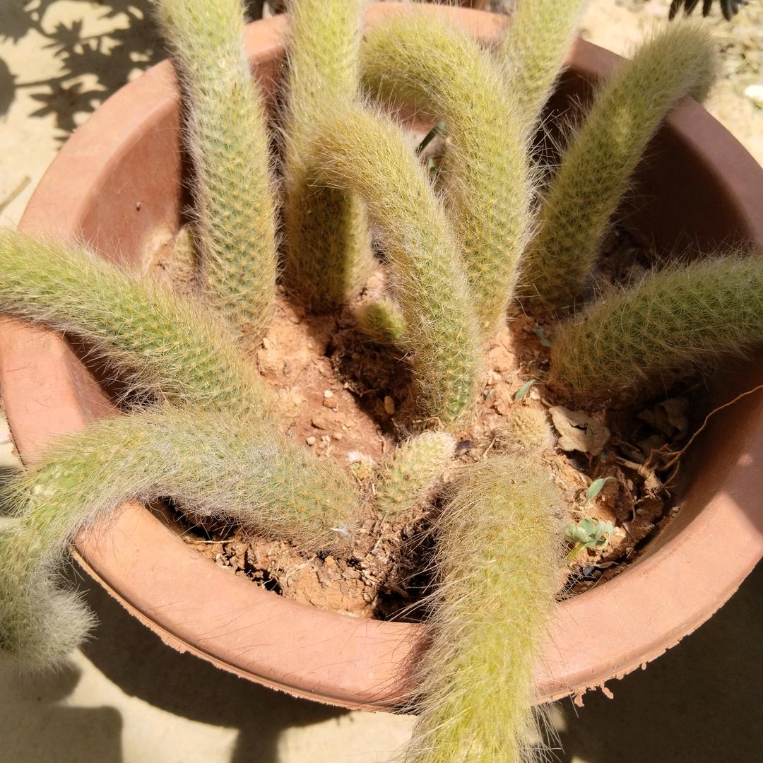 追求自己的理想