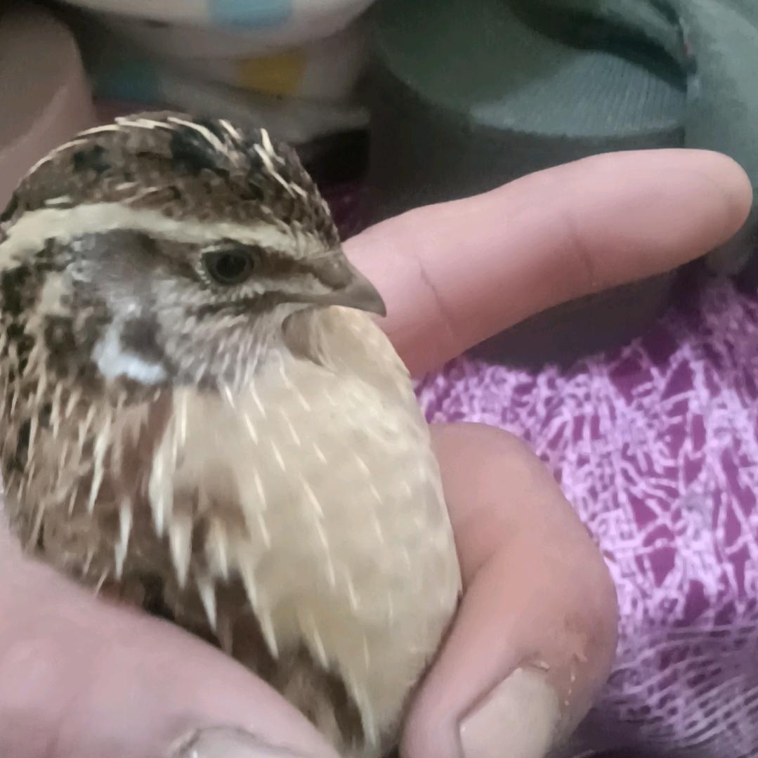 江湖磊哥，地货多