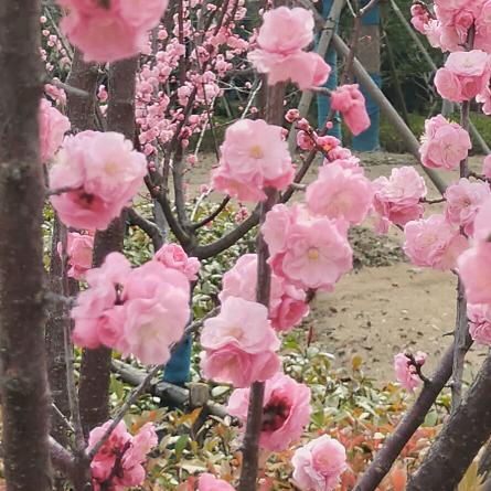 小杨Y