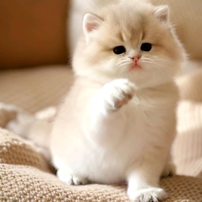 代言和猫