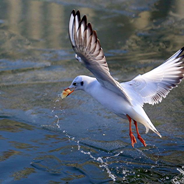 新车批发🚗。二手车置换