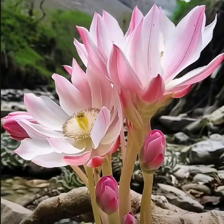 彬哥[晴书铁粉]