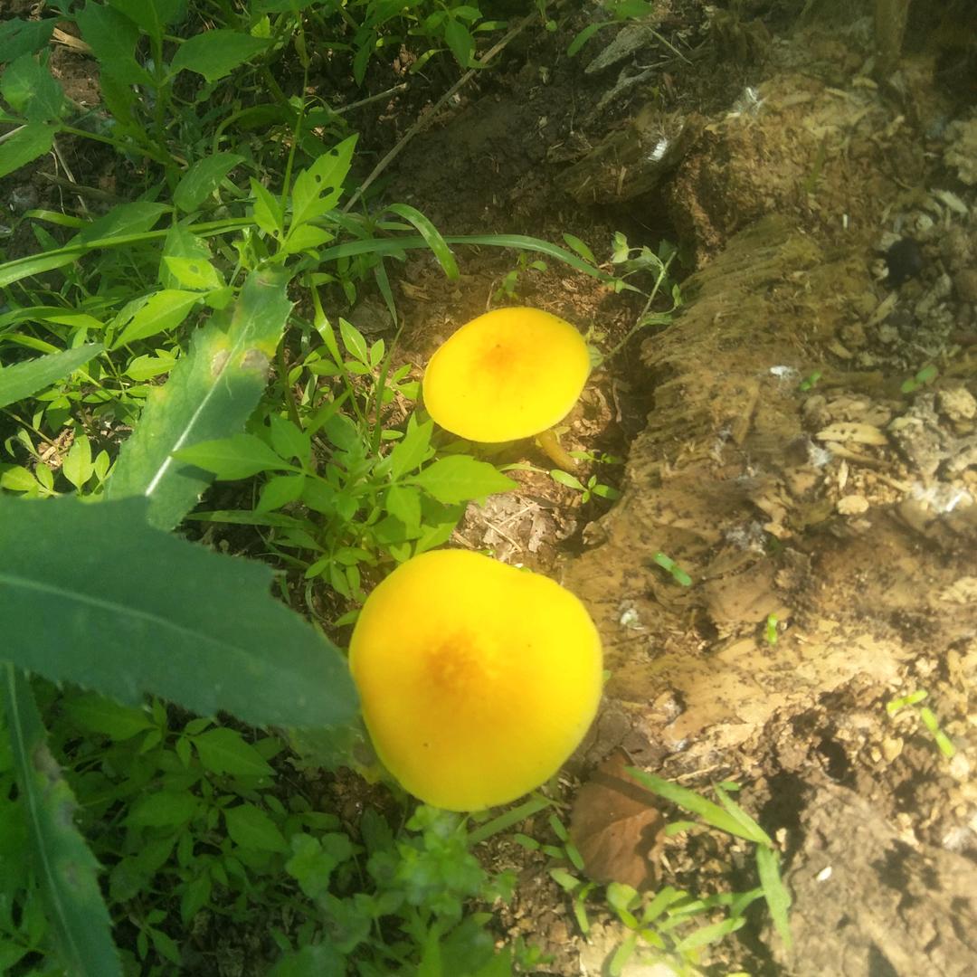 孤山养牛人，范二哥