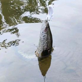 小胖儿爱钓鱼🎣