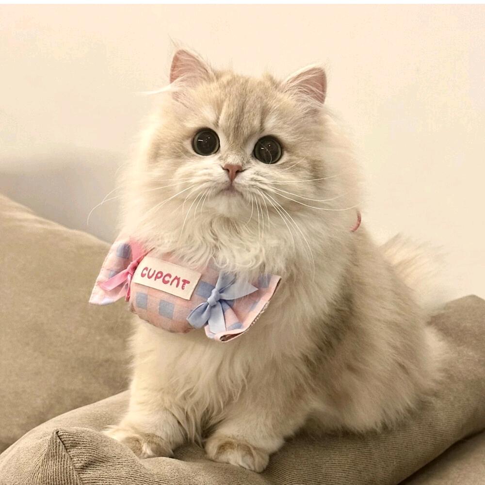 瑶