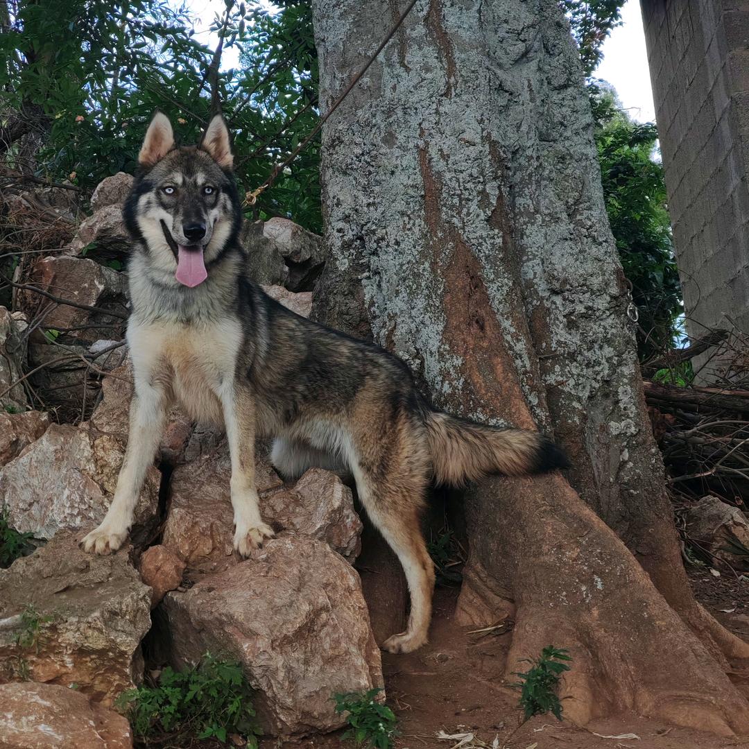 昆明犬