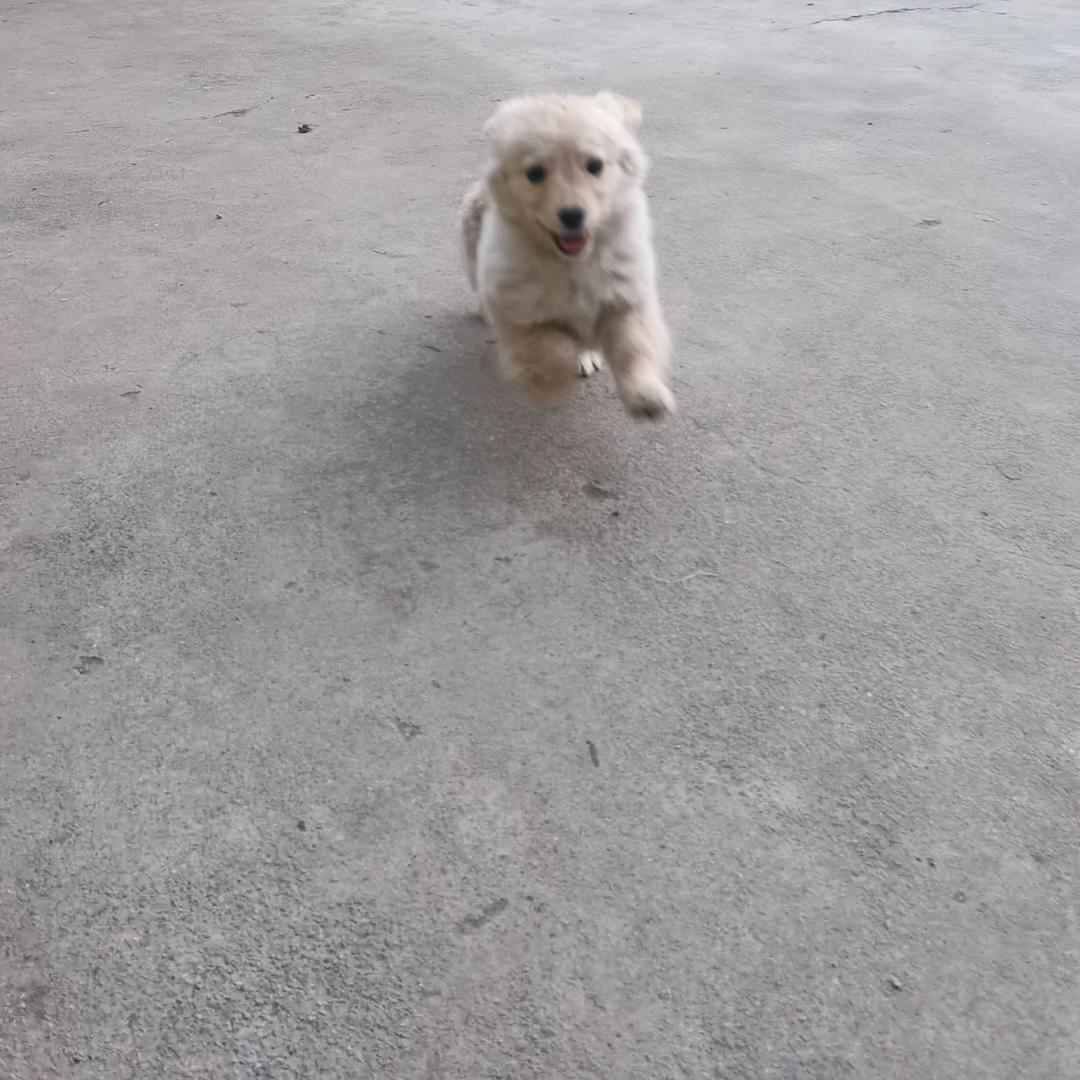 皮蛋solo粥~