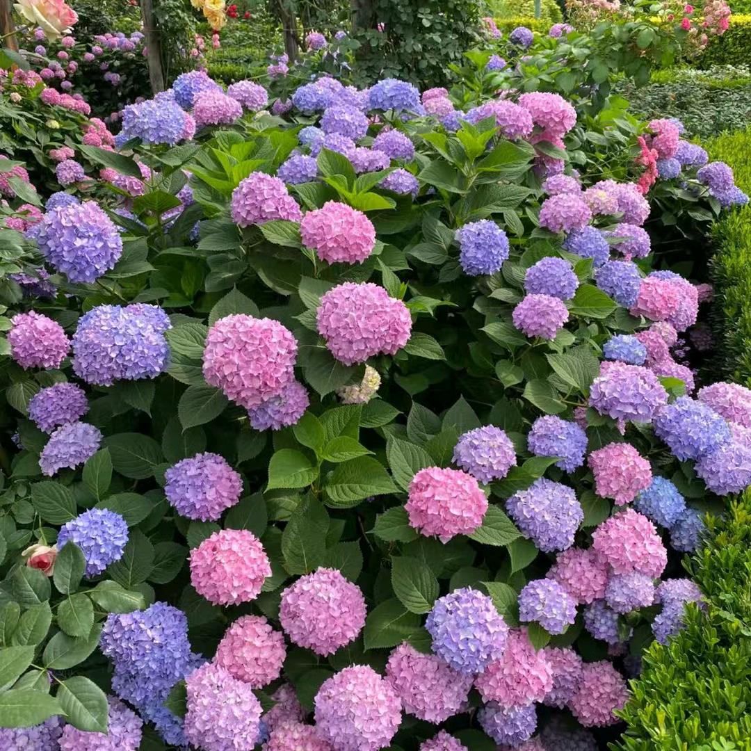 春屿绿植园