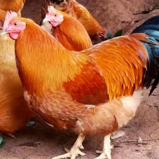 家和万事兴 ！小吴线鸡！