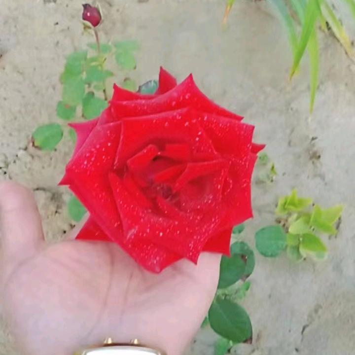 玫瑰🌹