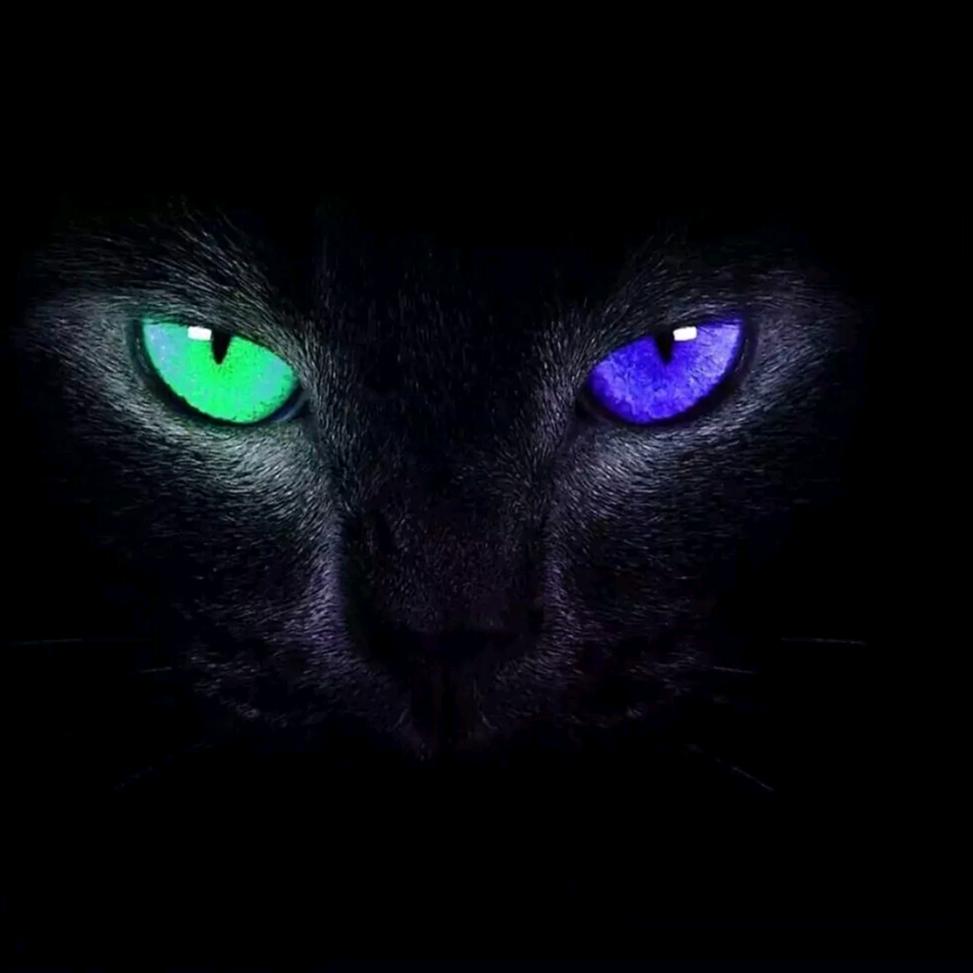 您目前已被禁言