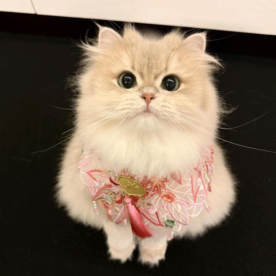 漂亮MM