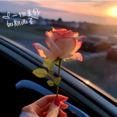 含羞草