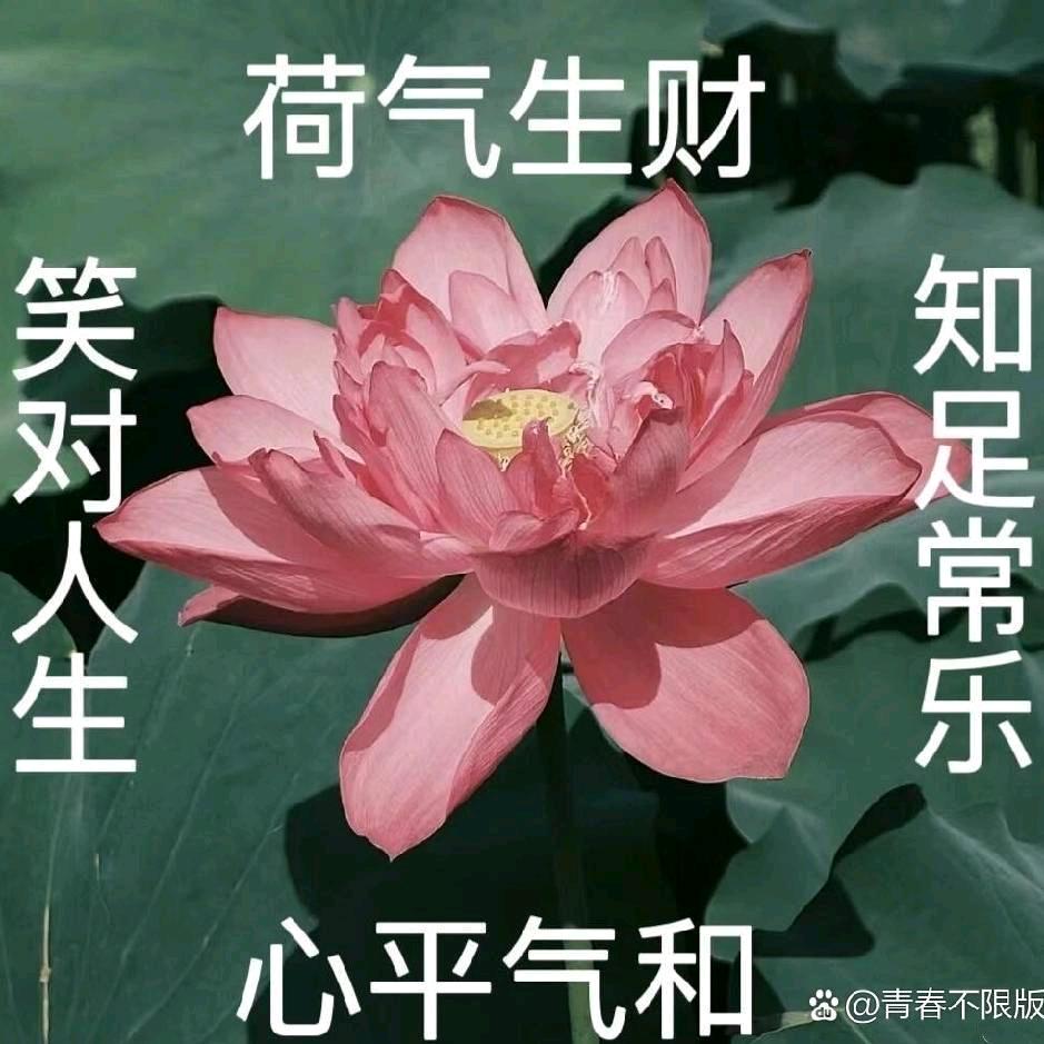 Nz大佬东(反外挂主播)