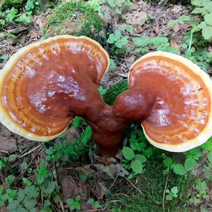 弼琦灵芝培植基地