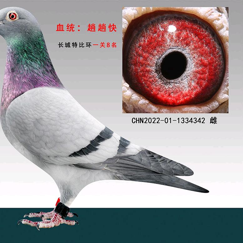 北京五福赛鸽李海滨