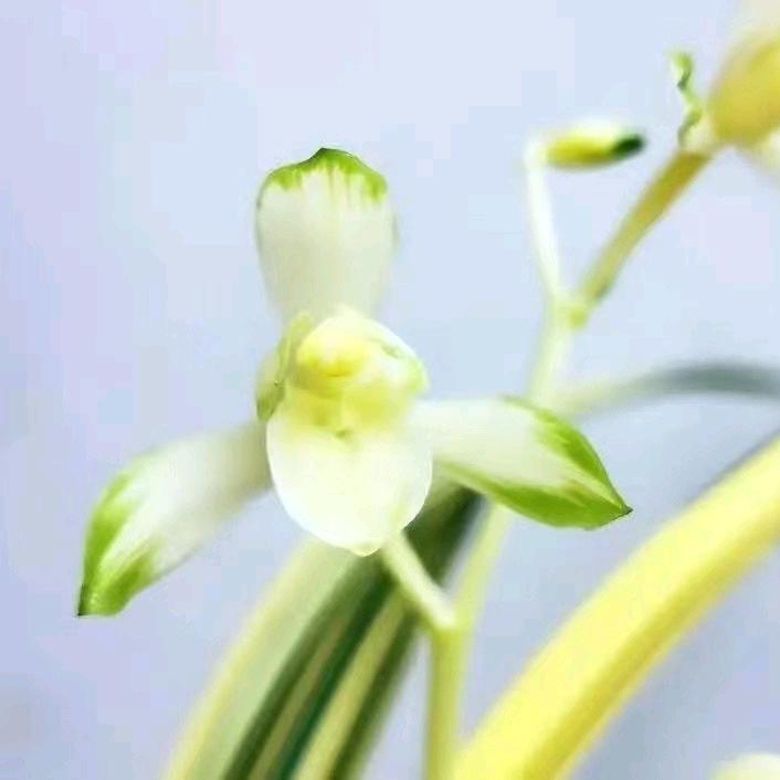 翁源花仙子