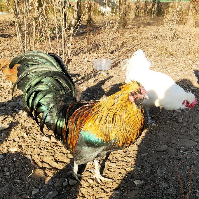 祺祺生态藏鸡农场