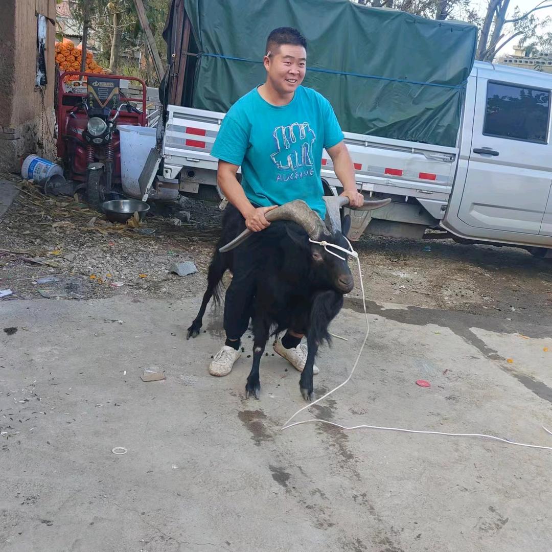 长年批发小耳朵黑山羊