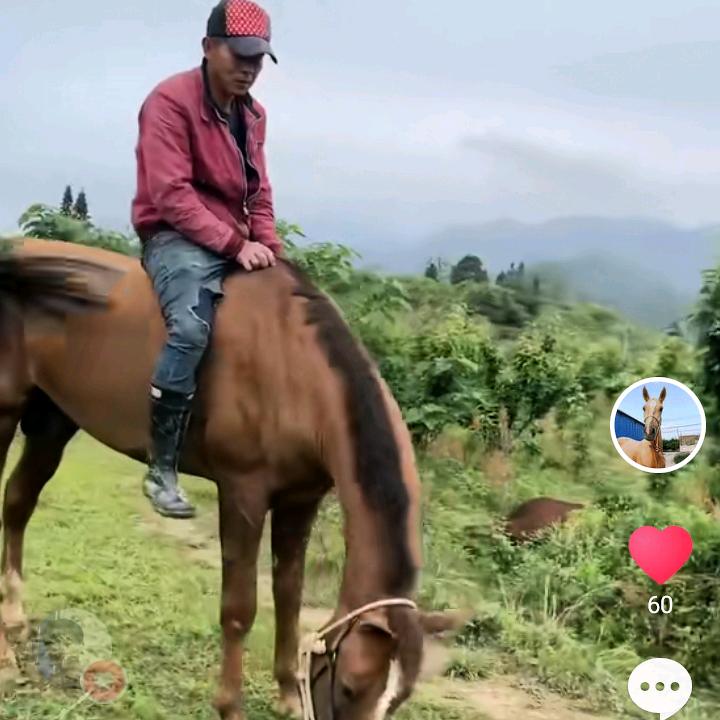 赣E萌宠