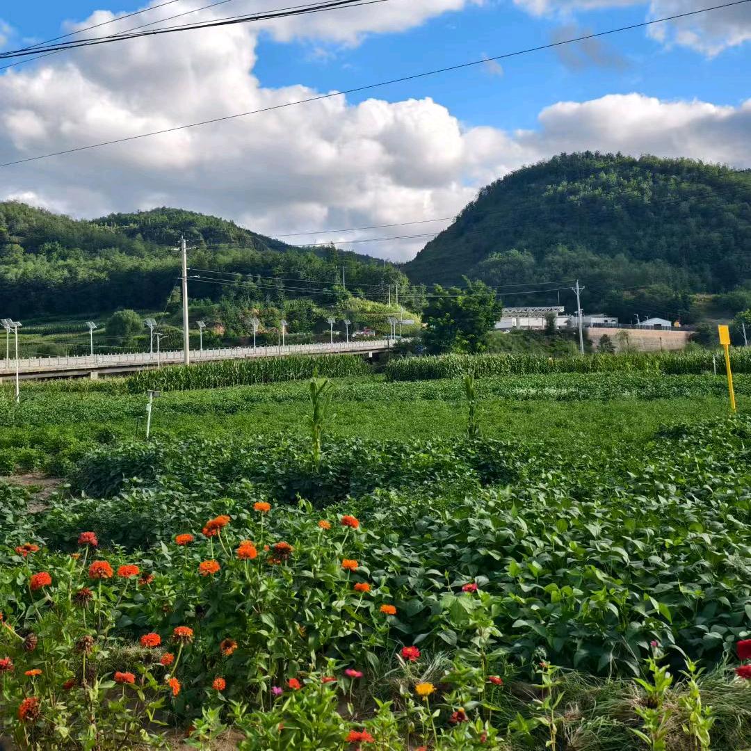 平平淡淡