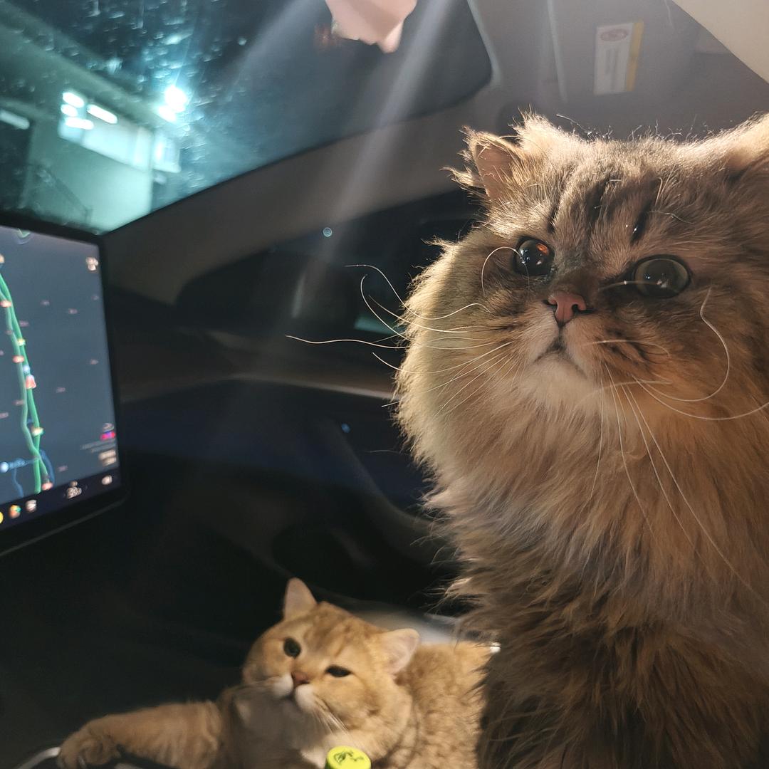 在逃猫先森
