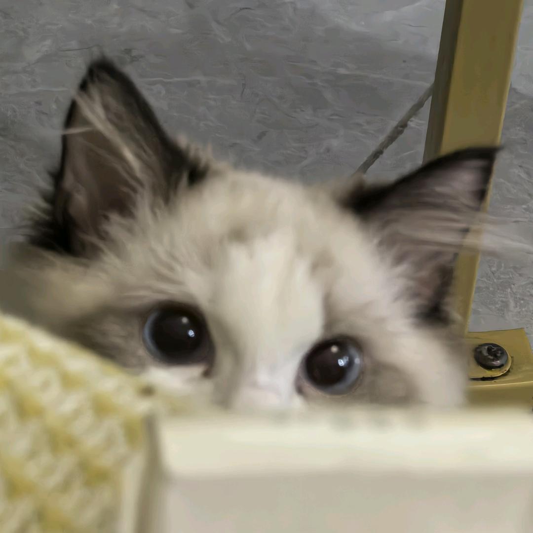 黑粉